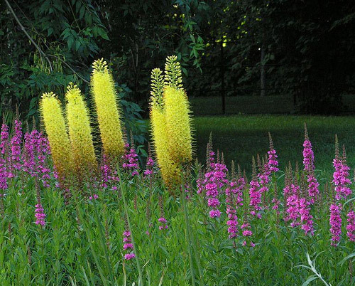 Bois de Coulongne, Quebec