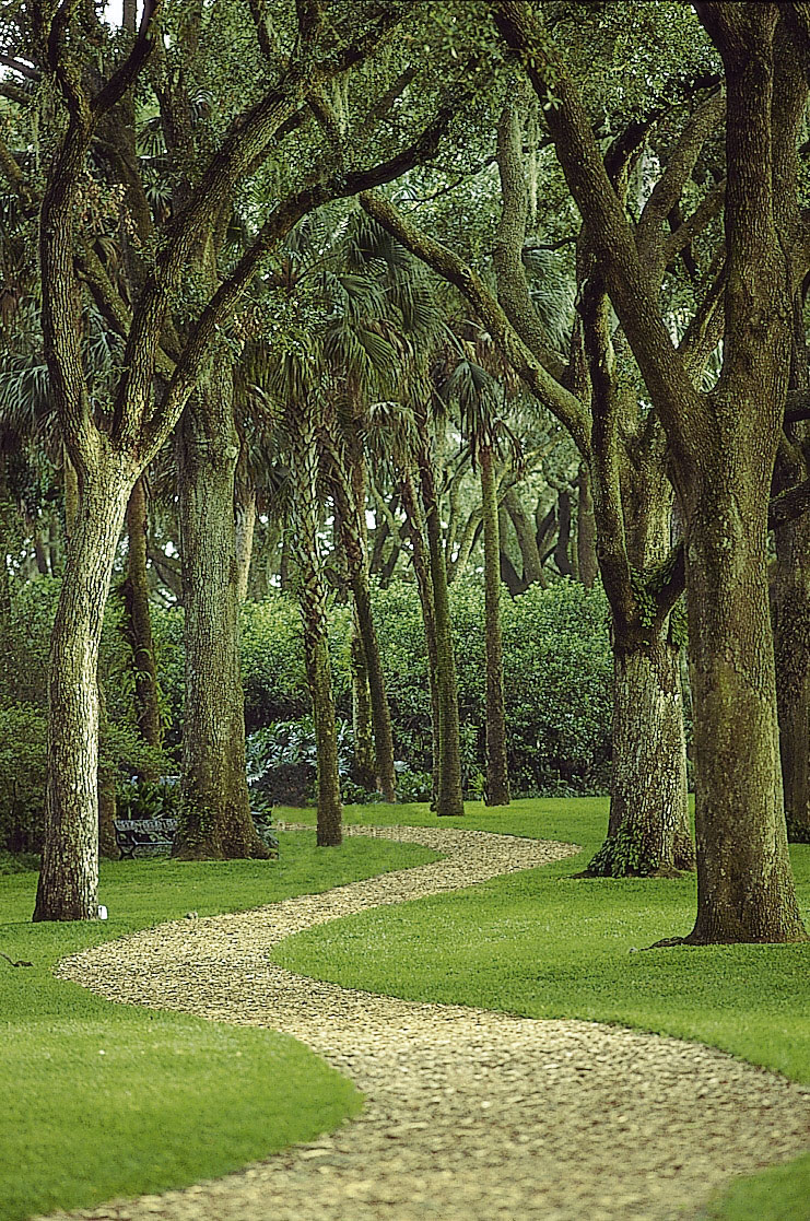Bok oak path