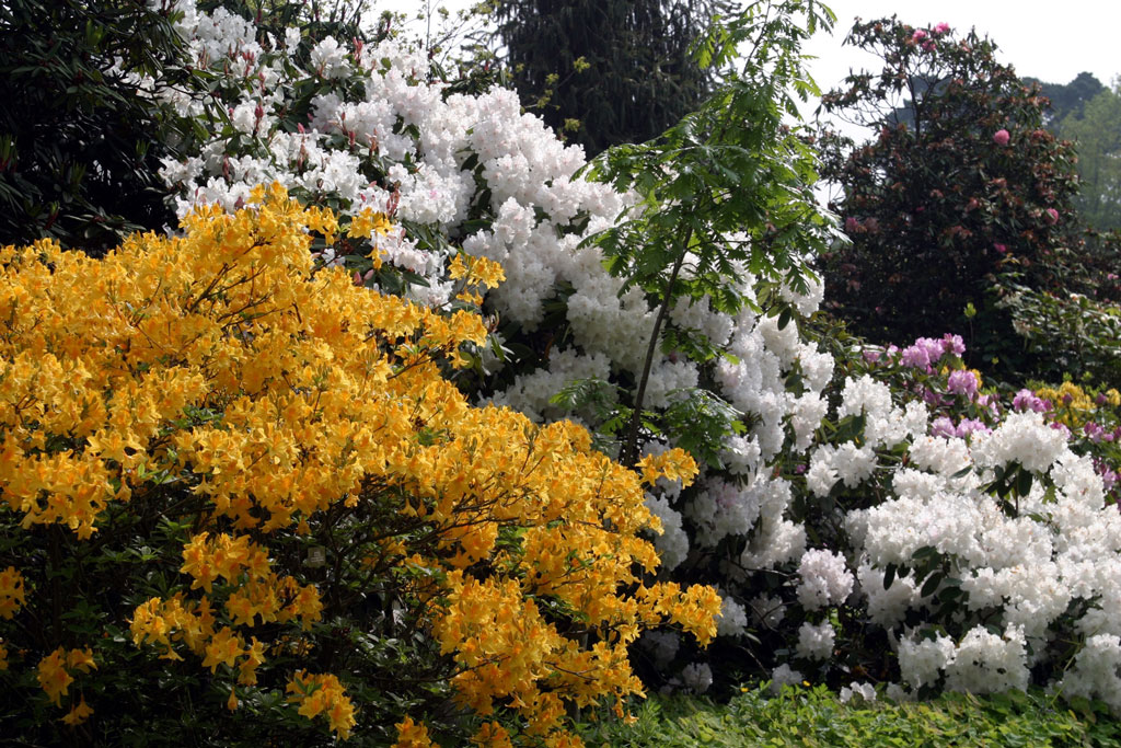 Azaleas, Borde Hill Garden