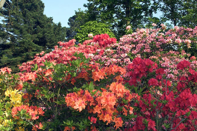 Borde Hill Garden, May