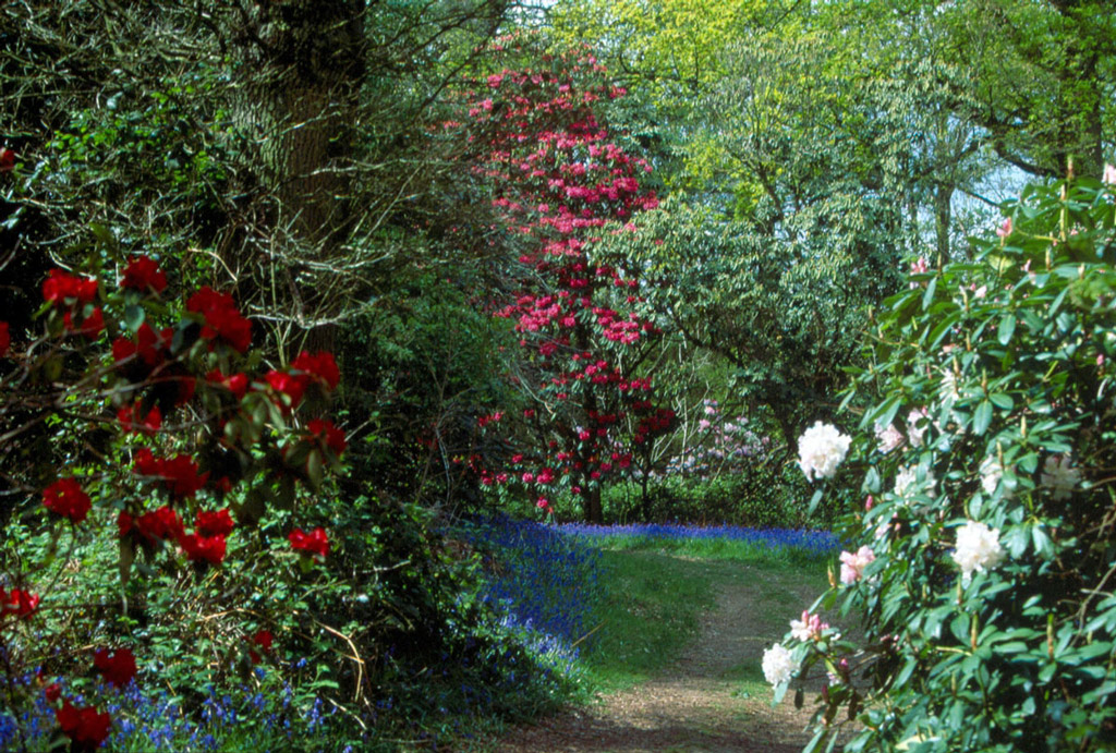 Warren Wood, Borde Hill Garden