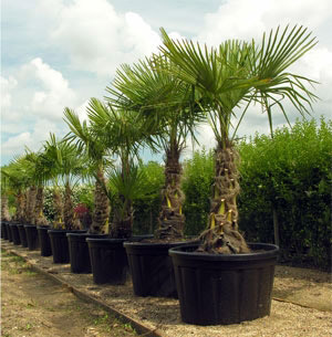 Botanica, Suffolk