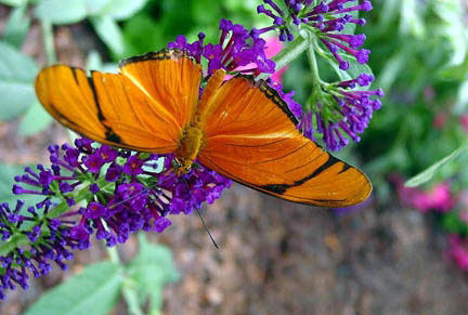 Foellinger-Freimann Botanical Conservatory, Indiana