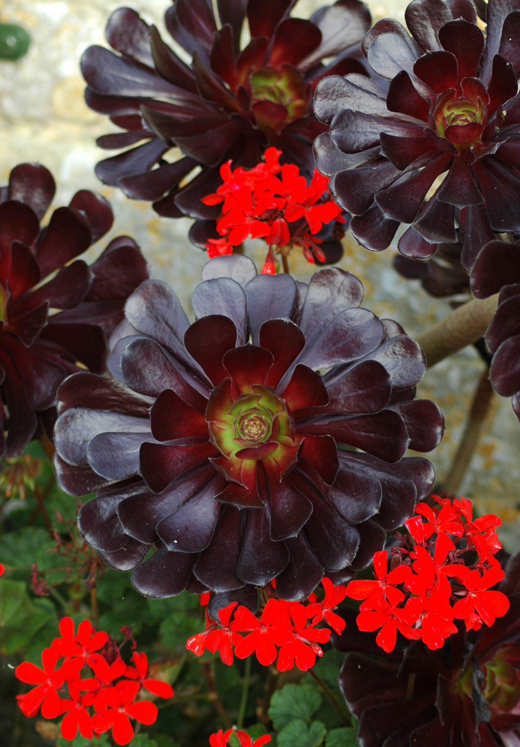 Aeonium Zwartkop
