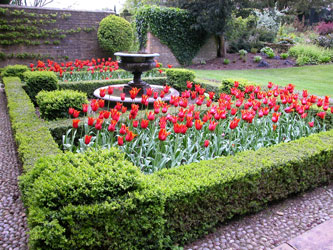 Fountain and Tulips, Bourton House Garden