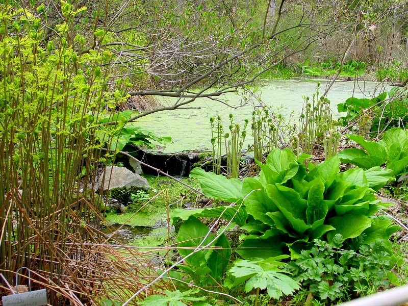 Bowman's Hill Wildflower Preserve, Pennsylvania