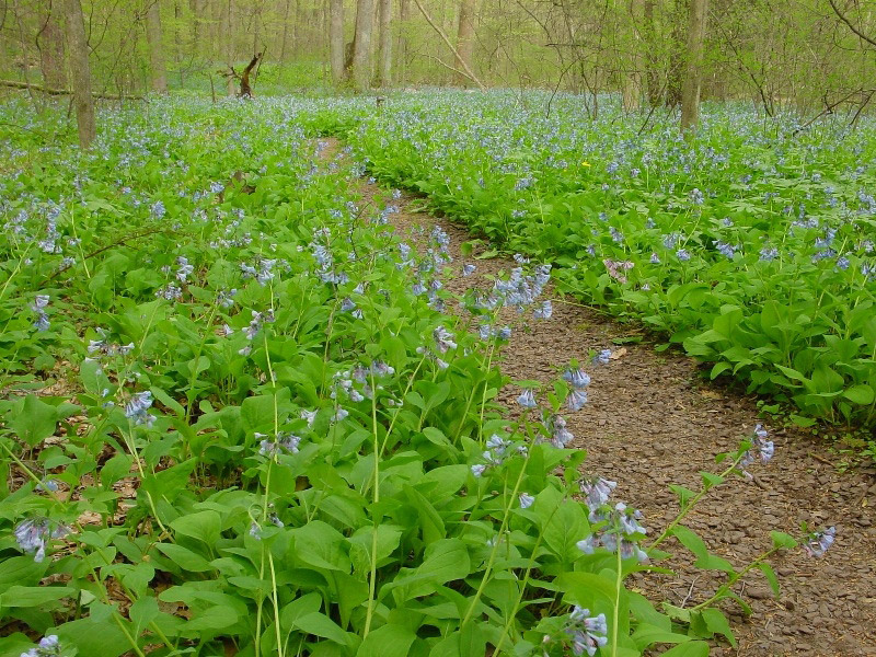 Wildflowers, Bowman's Hill