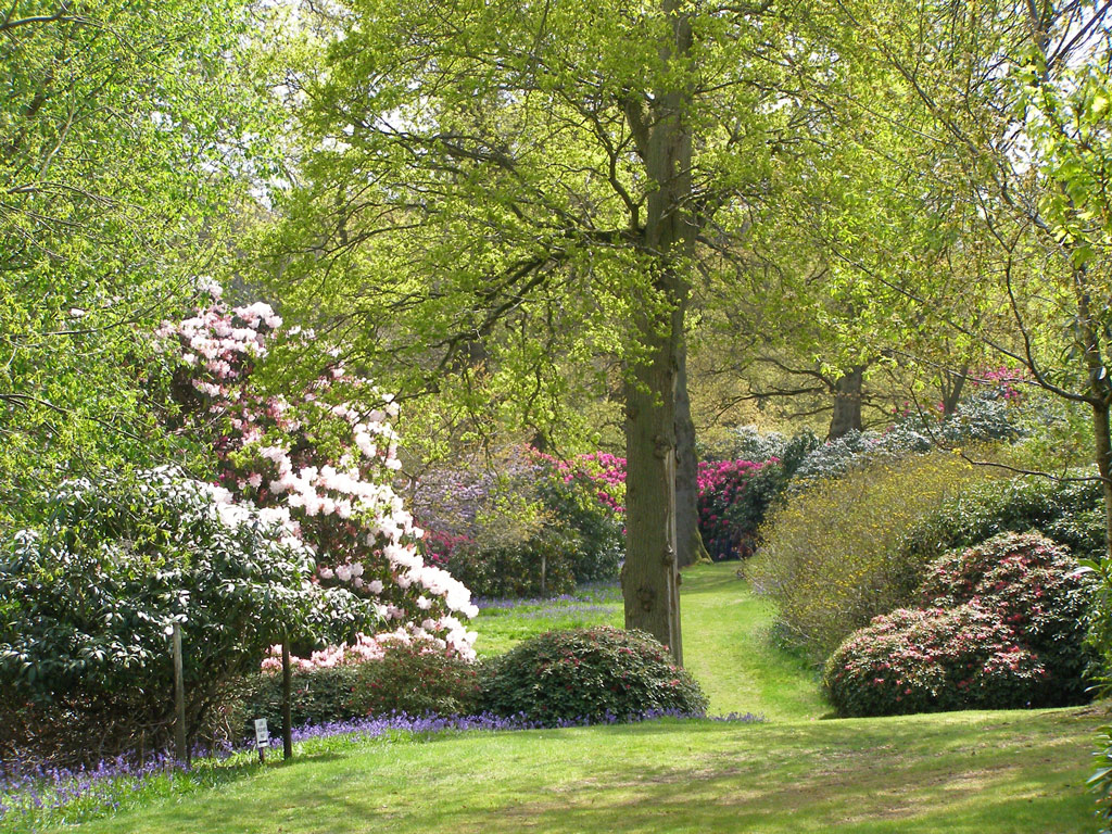 Rhododendrons, Bowood Estate