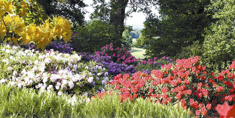 Rhododendrons, Bowood Gardens