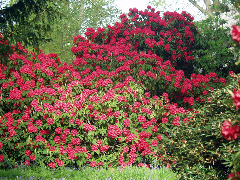 Bowood Gardens, Wiltshire