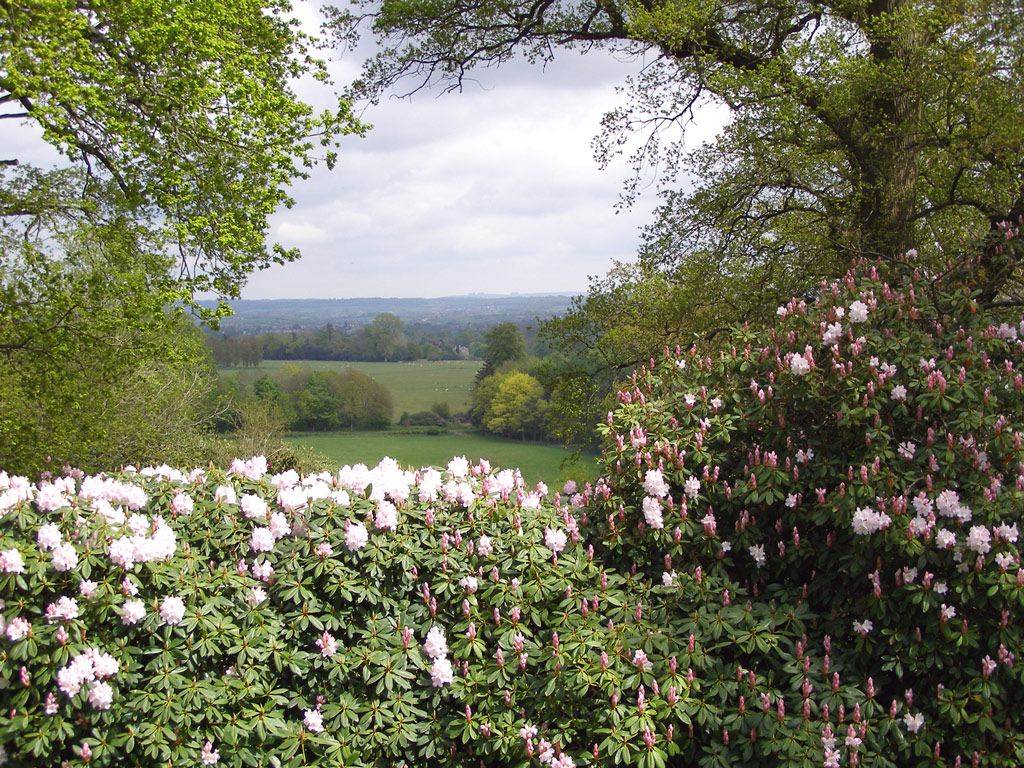 Rhododendron Walks, Bowood