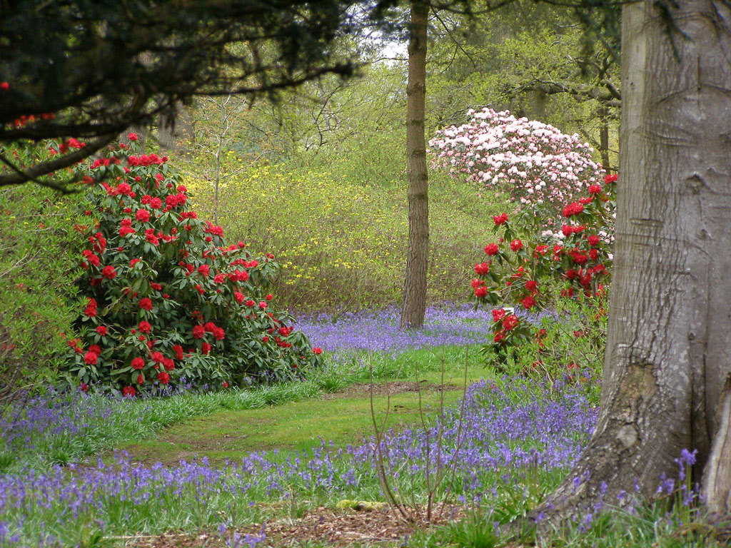 Rhododendron Wood, Bowood
