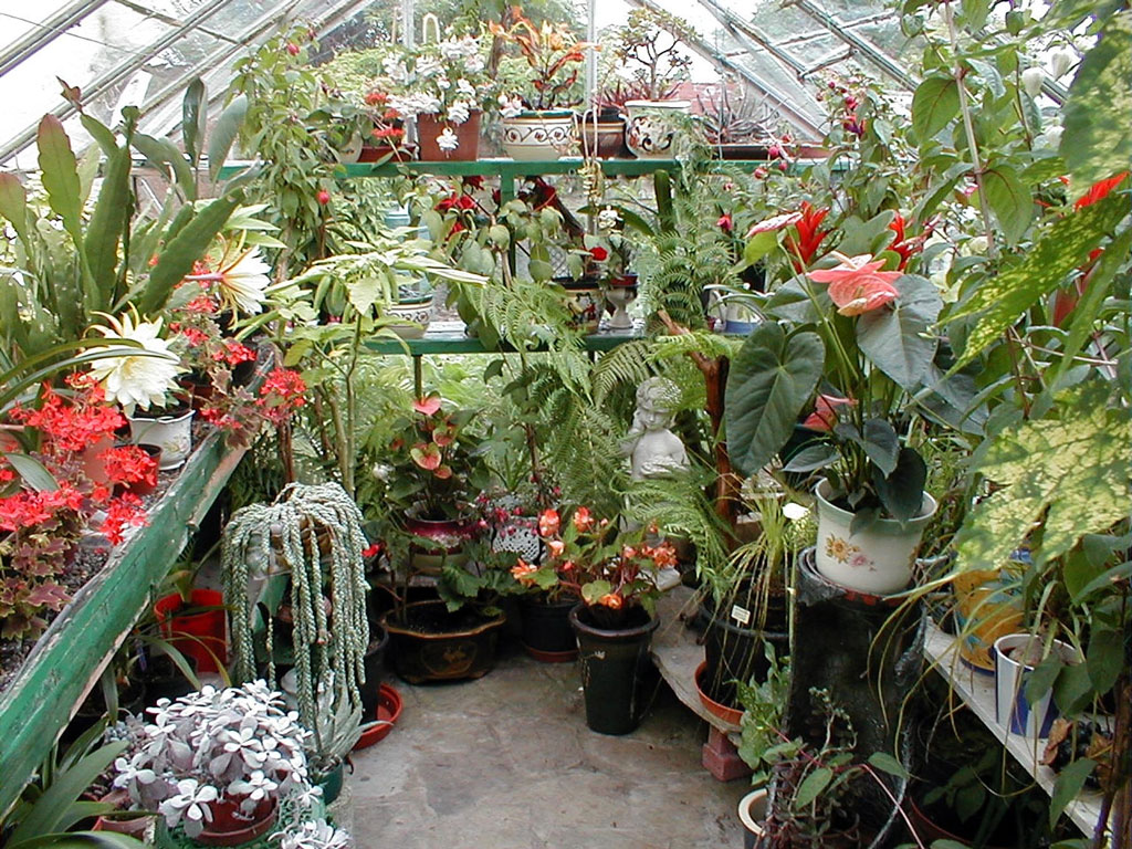 Greenhouse, Boyce's Garden
