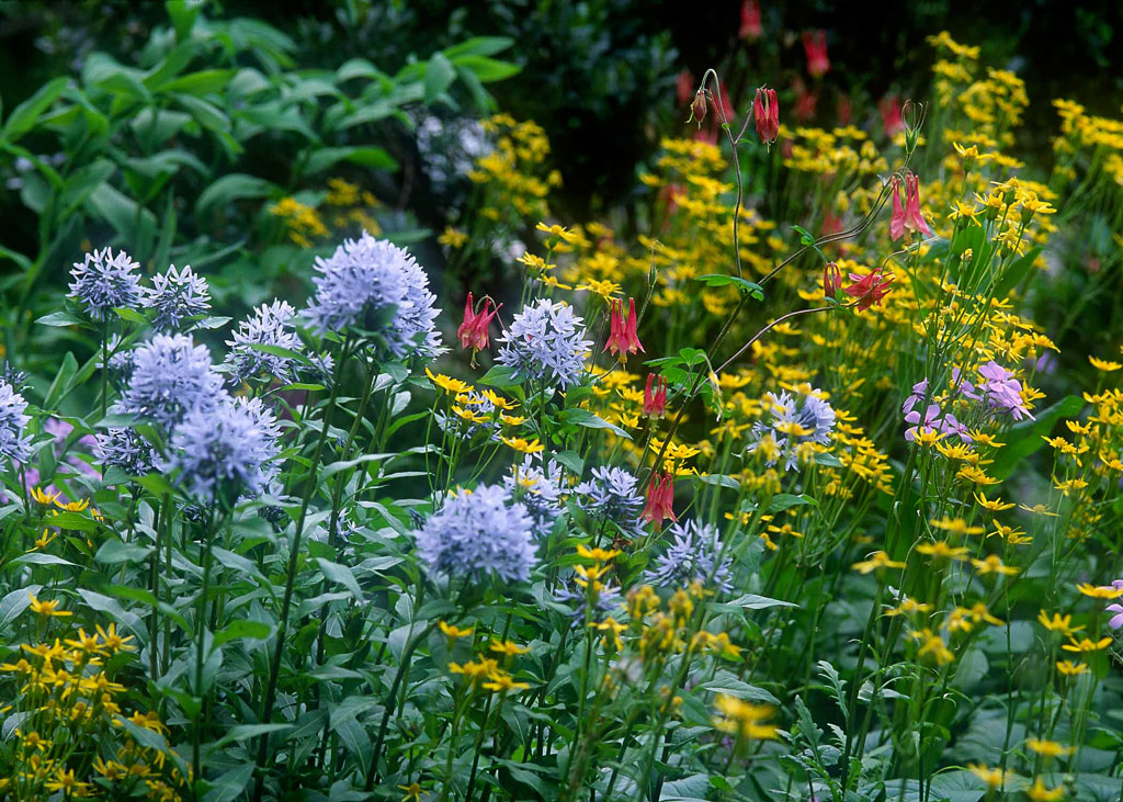 Brandywine amsonia
