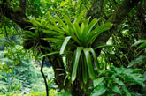 Atlantic Rainforest, South America