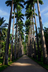 Botanical Garden, Rio de Janeiro, Brazil