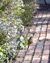 brick path