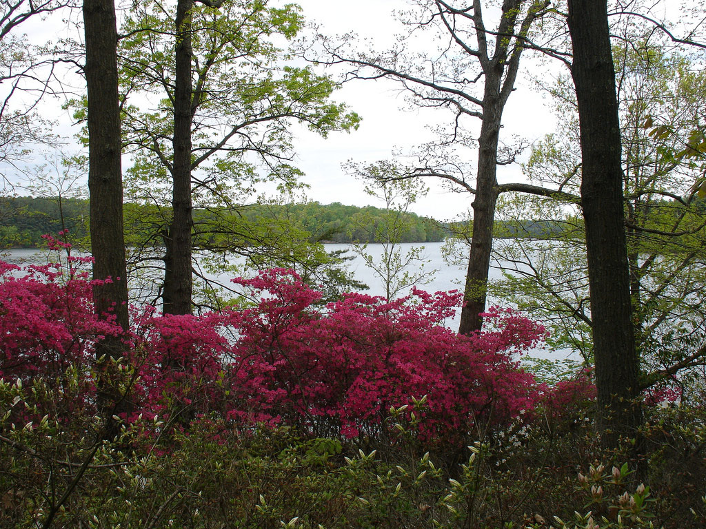 Brighton Dam Azalea Garden