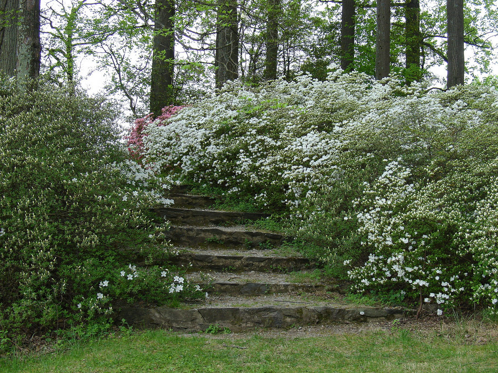 Brighton Dam Azaleas