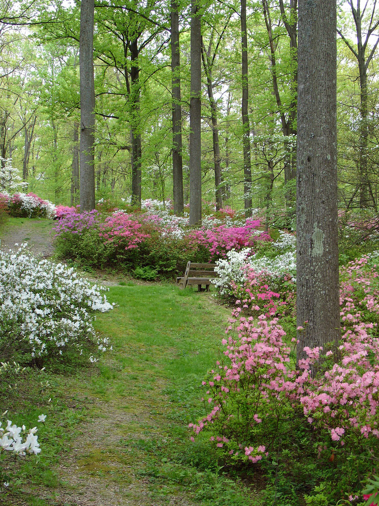 Brighton Dam Azalea Garden, Maryland