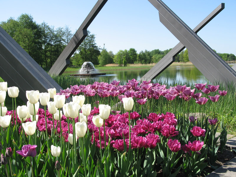 Tulips, Britzer Garten