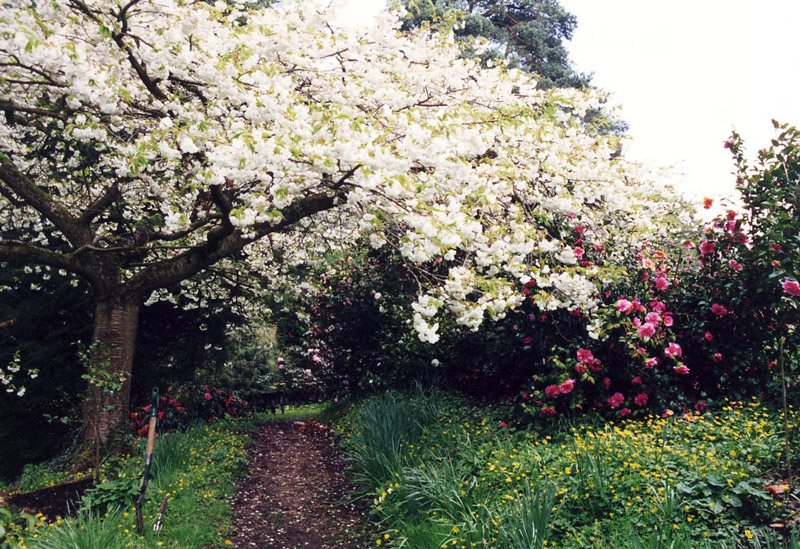 Broadleas Garden, England