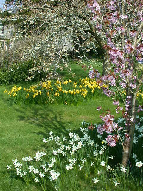 Cherry, Broadleigh Gardens
