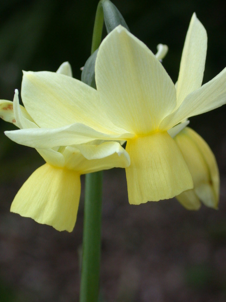 Narcissus chipper, Broadleigh Gardens