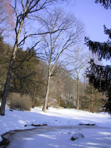 Leonard J Buck Garden, Winter