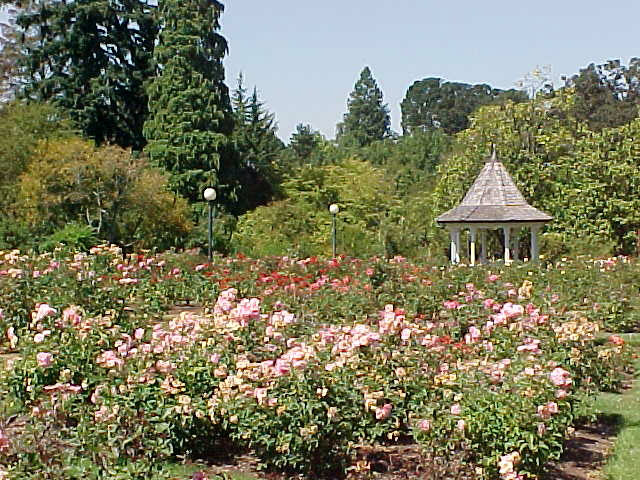 Bush's Pasture Park, Rose Garden