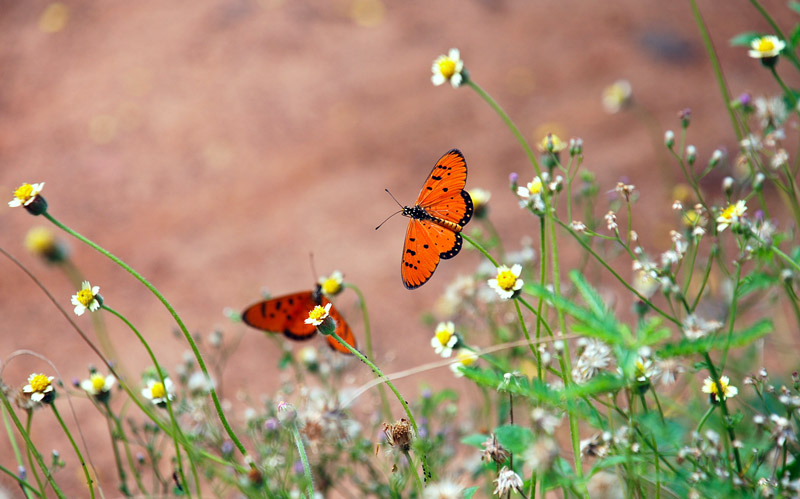 Butterfly