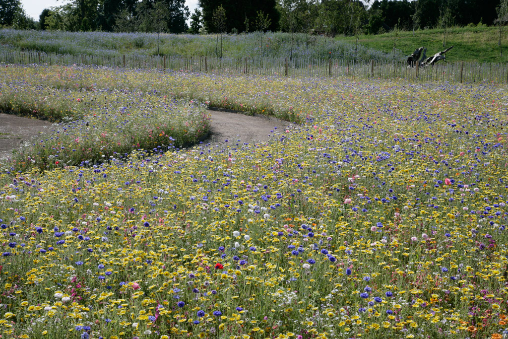 Wildflower Meadow, Butterfly World
