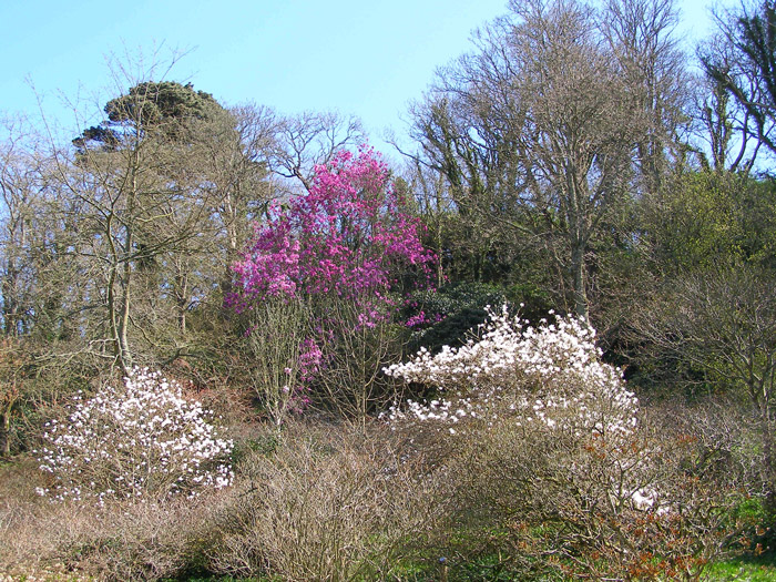 Caerhays Castle Garden