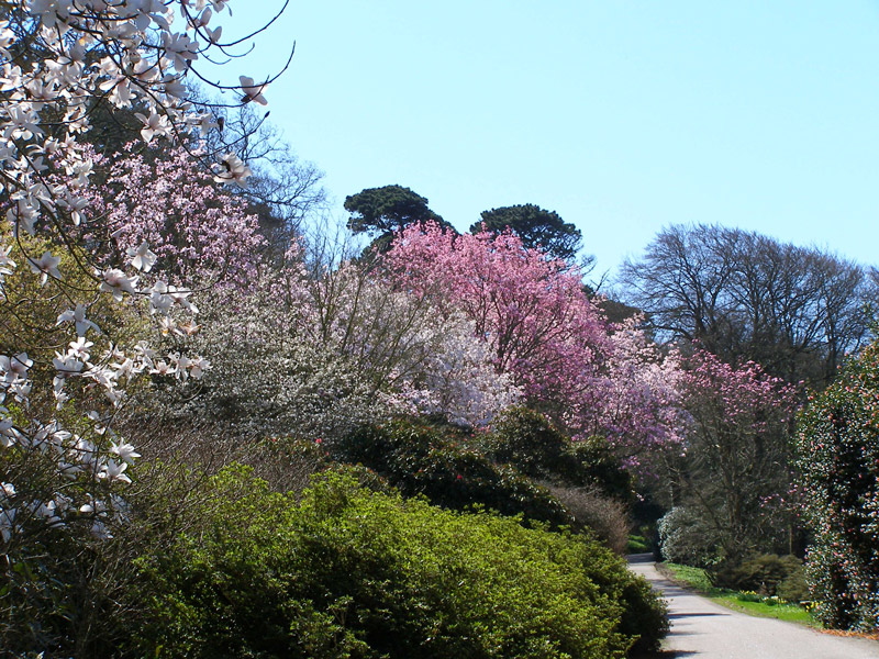 Himalayan Magnolias, Caerhays Castle Garden