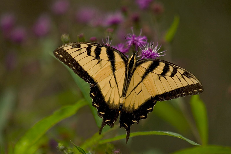 Butterfly, Callaway Gardens