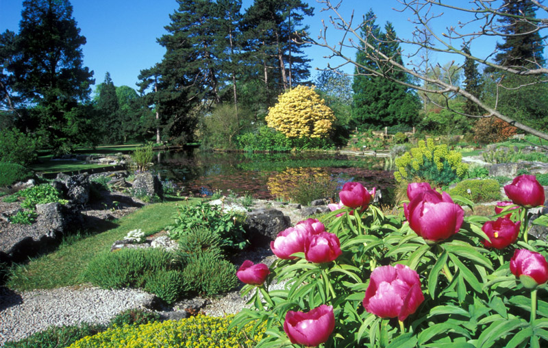 Lake, Cambridge University Botanic Garden