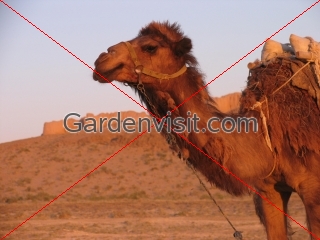 Camel Desert Fort