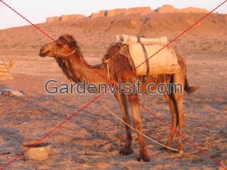 Camel Desert Fort Uzbekistan