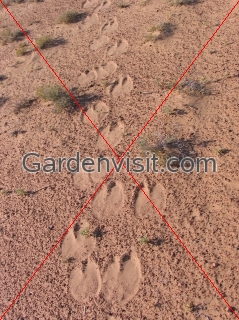 Camel Prints Golden Road