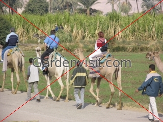 Camel Ride Egypt