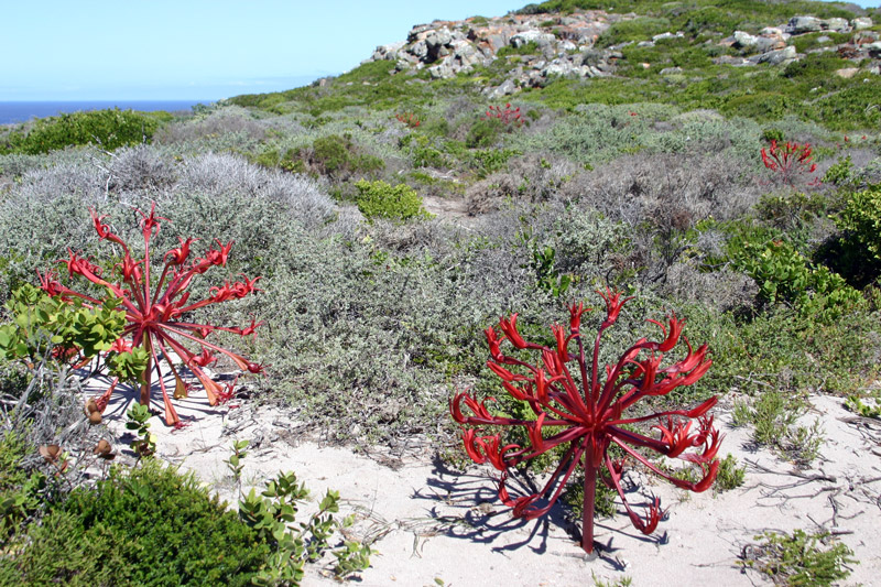 Cape of Good Hope Nature Reserve