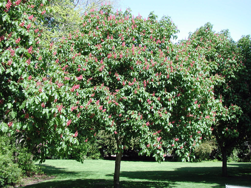 Carl S. English Jr. Botanical Garden, Washington