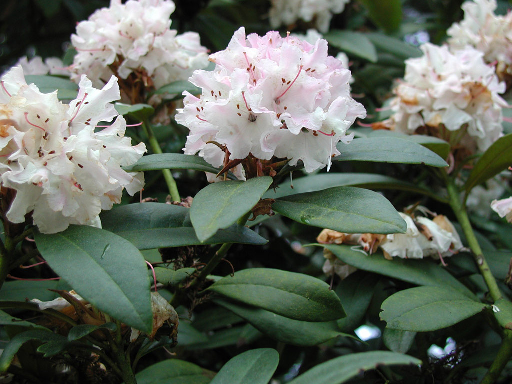 Rhododendron, Carl S. English Jr. Botanical Garden
