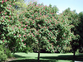 Carlsenglishbotanical