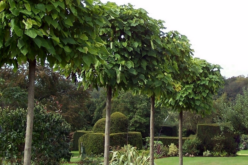 Caroline May Garden Design