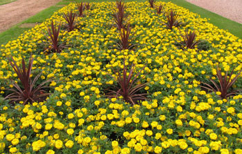Carpet bedding used for planting design