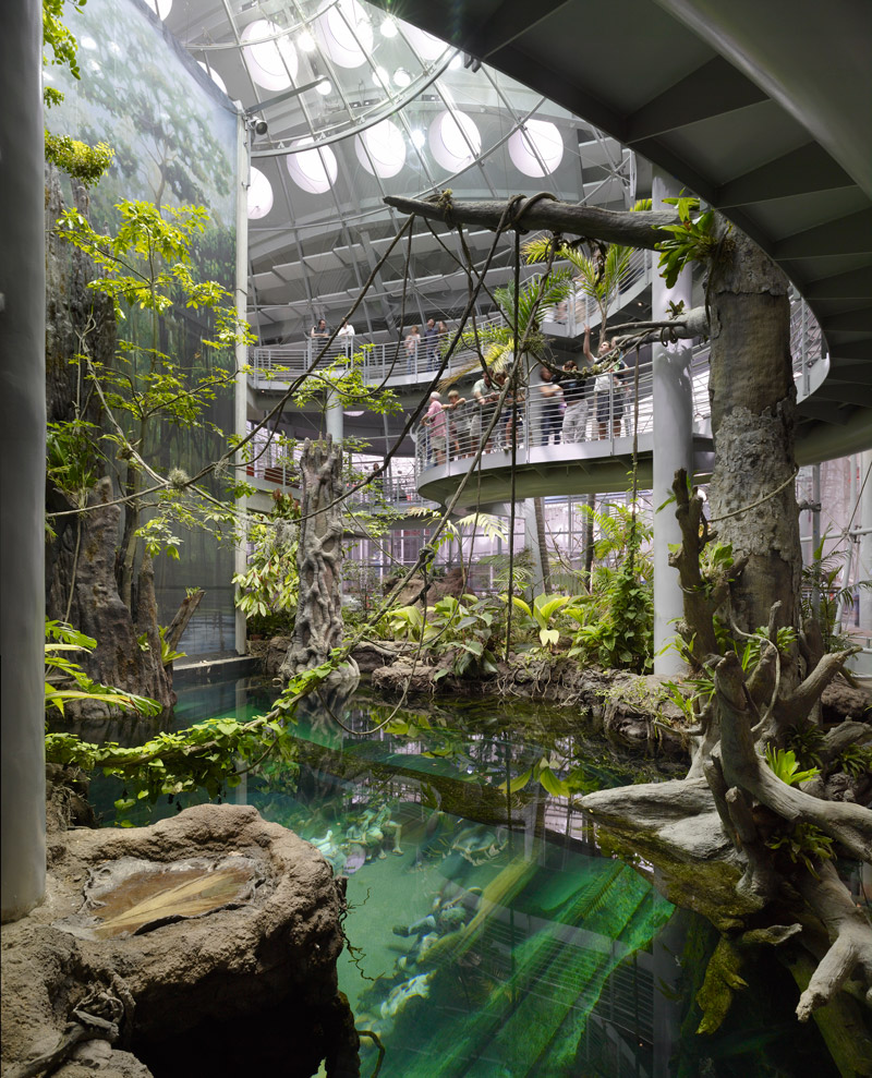 Tropical Rainforest, California Academy of Sciences