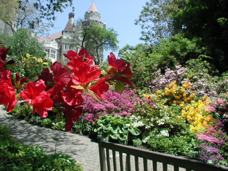 Rhododendron, Casa Loma Gardens