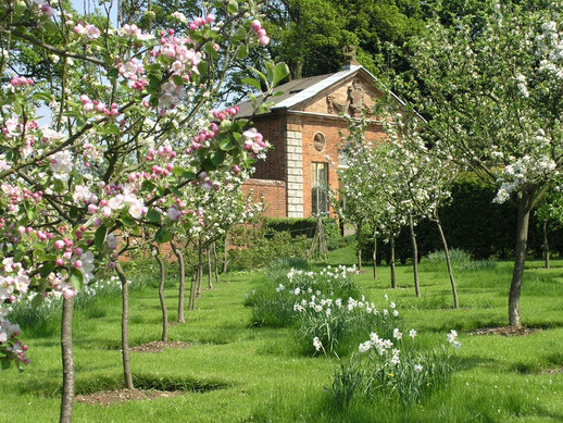 Apple Blossom, Castle Bromwich Hall Garden