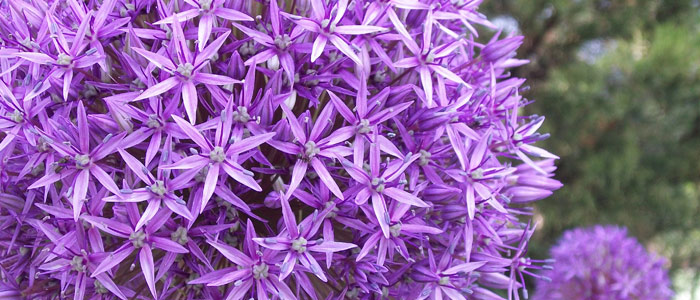 Cedar Valley Arboretum
